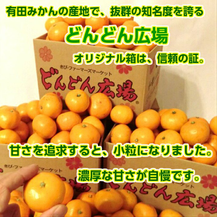 みかん 5kg 送料無料 訳あり s 小粒くん 有田みかん 果物 おいしい 小玉 和歌山直送 産地直送 こつぶ 和歌山 わけあり ミカン 甘い 糖度 お買い得 ご自宅用