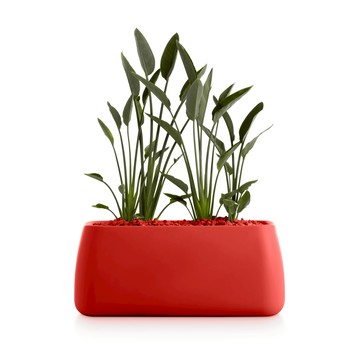 Diabla Gobi  5 紅色 花盆