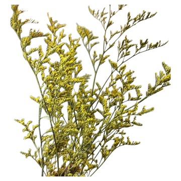 情人草 黃色(120g) 1入