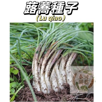 【台灣現貨】蕗蕎種子 野生自留種藠頭茭頭種子蕎頭水晶蒜頭種子 醃製泡菜喬頭陽台庭院種植 日式風味 獨特辛香#辛香類