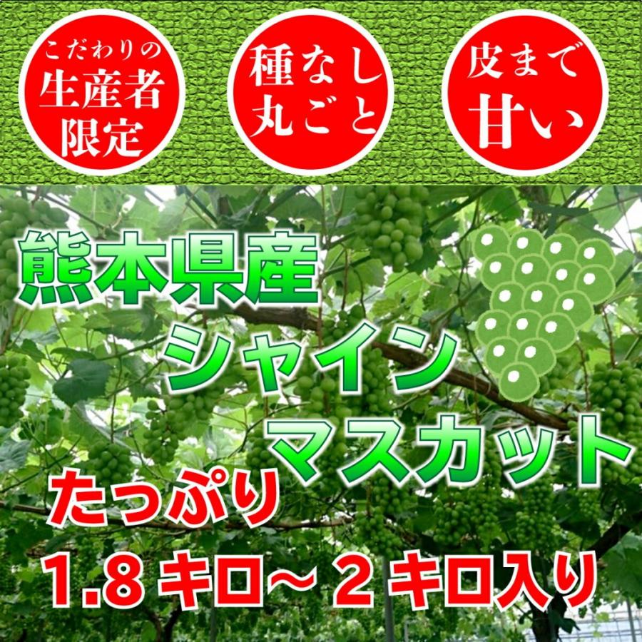 予約商品2024年7月発送シャインマスカット 贈答用 熊本県産 1.8〜2kg  産地直送 最高等級  生産者限定 お中元 お祝い  誕生日 