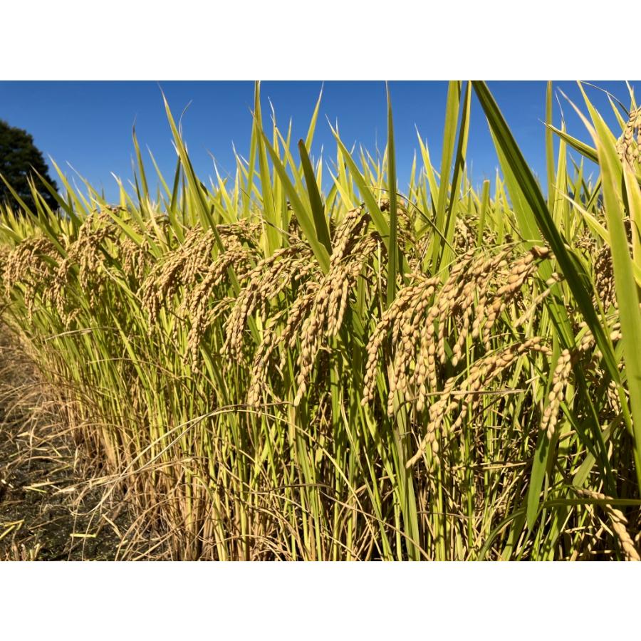 令和5年長野県産風さやか 玄米10kg×2袋20kg炊飯食味値85点極上米　美味しいミネラル仕上げ米　農家直送送料無料