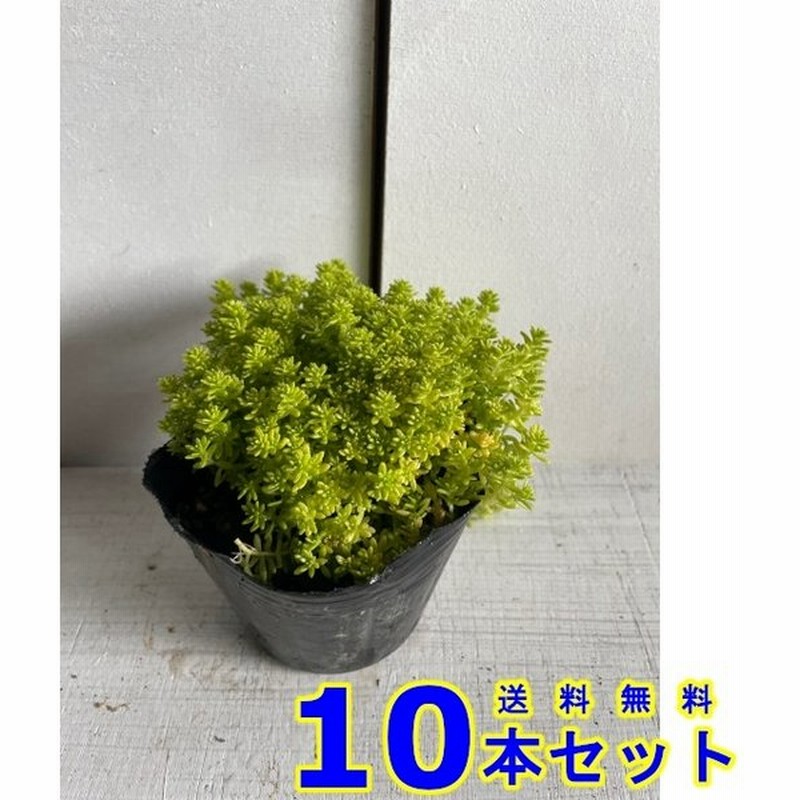 グランドカバー セダム ゴールデンカーペット ゴールドモス 多肉植物 10 5ｐ 10本 10 5ｐ グランドカバー 下草 雑草予防 通販 Lineポイント最大get Lineショッピング