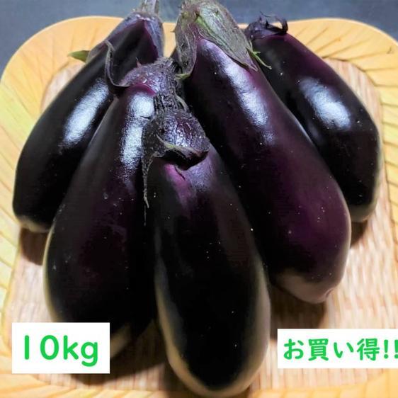 野菜 茄子   南国高知でつくった高知なす 10kg 産地直送