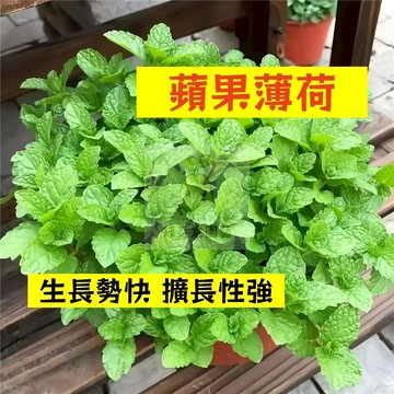 🌱早熟高產 蘋果薄荷種子BH-13 生長勢快 擴長性強 蕃荷葉 土薄荷 升陽菜 野薄荷 南薄荷 易種植 高產陽台盆栽種籽