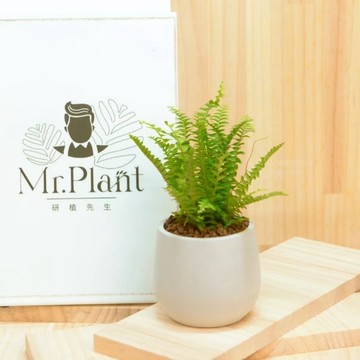 【拈花x研植】波斯頓蕨│3.5吋水泥盆│窗邊植物│新手植物│淨化空氣│招財植物│觀葉植物│質感盆栽