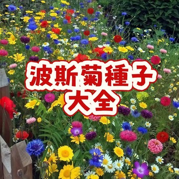 次日達 -【波斯菊種子大全（1元一粒種子）】格桑花 買20粒發50粒 當季新籽  四季開花不斷 新手易養活 室內庭院觀賞