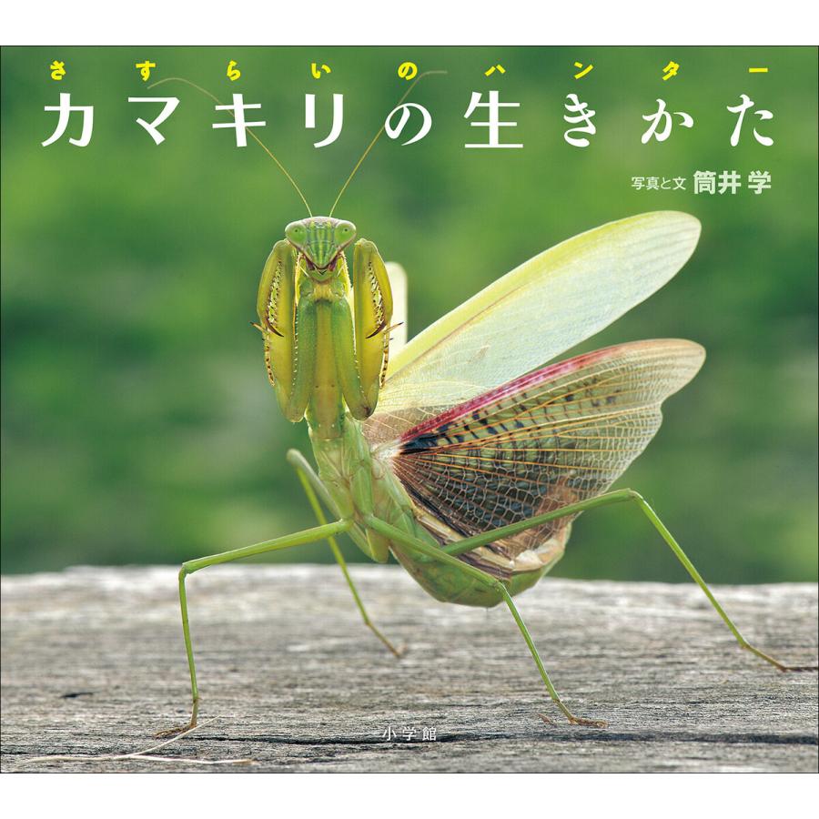 カマキリの生きかた さすらいのハンター