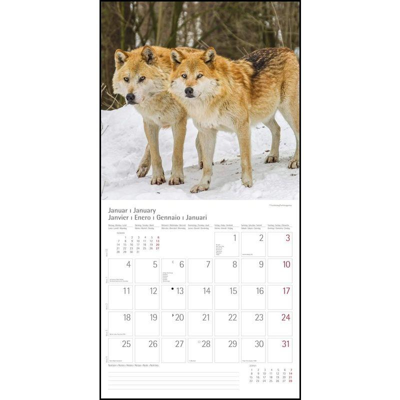 Woelfe Wolves Broschuerenkalender Wandkalender mit herausne