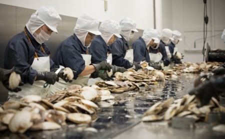 オホーツク枝幸産 旨みたっぷり冷凍ほたて貝柱1kg（30～70粒）高田商店 冷凍 貝柱 刺身 大 魚介 海 オホーツク 帆立 年越し 贈答 贈り物 ギフト