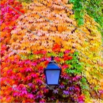 台灣現貨 爬山虎種子（100粒）四季種植 四季常青三葉地錦爬藤攀爬植物種子 爬山虎 種子 爬藤花種子 多年生