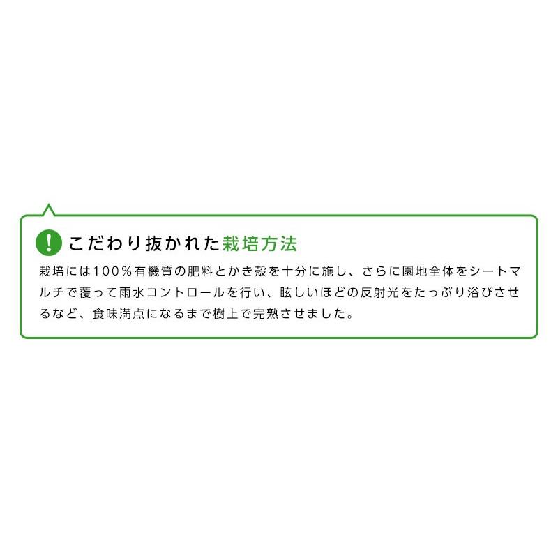 長崎県産 西海  味っ子みかん 2S 約10kg 味っ子 西海 みかん 送料無料  みかん 糖度 小粒みかん