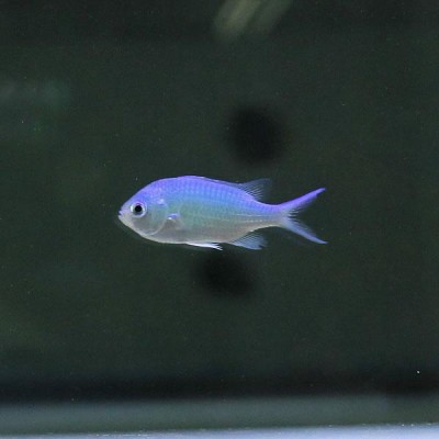 デバスズメダイ 2-3cm 10匹セット! 海水魚 スズメダイ 餌付け 15時までのご注文で当日発送(t117 | LINEブランドカタログ