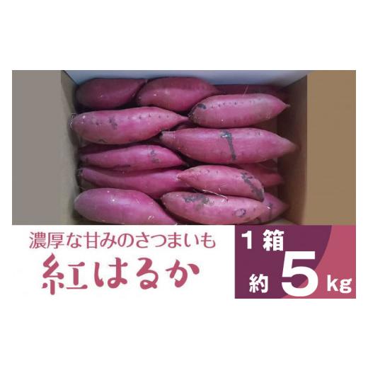 ふるさと納税 茨城県 行方市 BZ-15　2023年度産 濃厚な甘みのさつまいも　紅はるか　約5kg