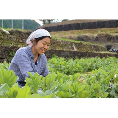 ふるさと納税 越知町 あまがえる農園のやさいセットL(栽培期間中農薬・化学肥料不使用)