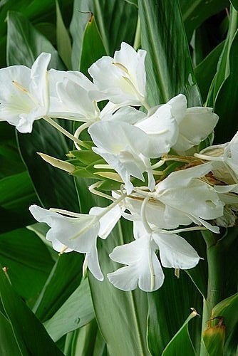 花花世界 水生植物 野薑花 白 香氣迷人可食用 6吋盆 高40 65cm Ts Yahoo奇摩超級商城 Line購物