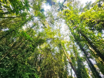 鹿谷中湖山泉綠境3.68甲休閒莊園地｜南投縣鹿谷鄉中湖段