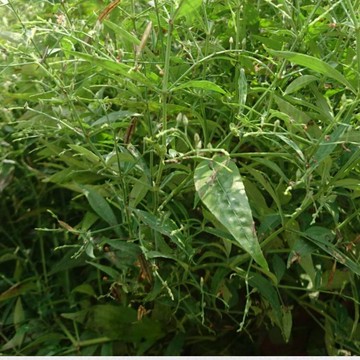 串心蓮每斤120元（葉和梗）台灣種植