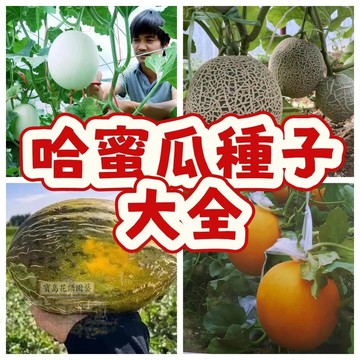 🔥熱銷 十七款哈密瓜種子 香瓜種子 營養豐富 超甜 多款哈密瓜種子   四季種植水果種子 香甜濃郁 超實惠價🍈