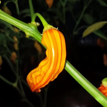 🌶️【熱糖條紋 辣椒種子】🌶️新種上市 （微辣）高度約為120CM 果實帶有 高產可觀賞可食用辣椒種子 庭院陽台盆栽種植