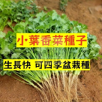 🌱快速收成 （芫荽種子）小葉香菜種子 濃香型 四季盆栽蔬菜 小香菜籽食用 農家蔬菜 小葉三天出芽 香料種子#辛香類