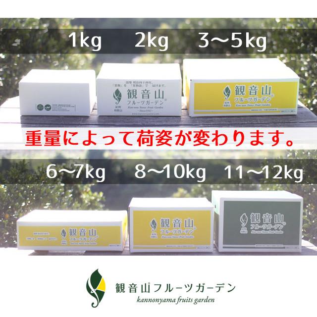 観音山みかん 大玉大将 2kg 和歌山県産温州みかん 観音山フルーツガーデン 送料無料