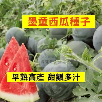 🍉墨童西瓜種籽 XG-28 口感清脆多汁 高產不裂瓜  吊瓜甜度高 四季高產少籽 早熟紅瓤西瓜盆栽地栽爬藤水果種子