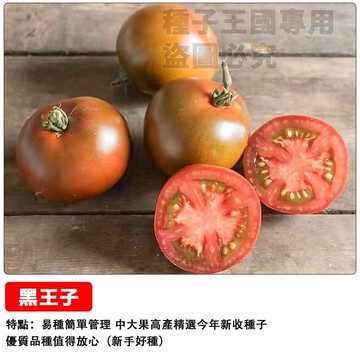 【稀缺色系】黑王子番茄種子 紫黑色番茄 巧克力番茄 生食級水果番茄 高花青素 陽台盆栽種植 家庭菜園