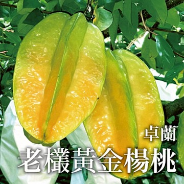 【十翼饌選果】苗栗卓蘭老欉黃金楊桃2.5公斤/箱x2箱