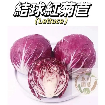 台灣現貨🔥（精選紅菊苣）地球紫苣紅葉生菜包菜 時令紅卷芯菜西餐食材沙拉蔬菜種籽 四季高產萵苣種子 新手易種植#蔬菜種子