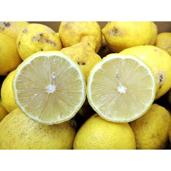 ”完熟国産レモン” 訳あり 約10kg 大きさおまかせ 産地厳選 送料無料