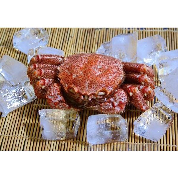 無添加 浜茹で毛ガニ(500g)　流氷明け（海明け）別格の雄武・枝幸・頓別産