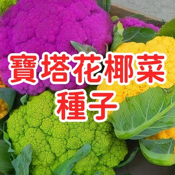 【寶塔花椰菜種子】羅馬花椰菜 翠綠塔 台灣現貨 家庭盆栽庭院 有機非基改 高發芽率 四季可種 易栽培 稀有蔬菜