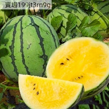 🍉【特小鳳西瓜種子】高產黃心西瓜種籽 金鳳凰超甜小西瓜春季水果可盆栽  肉質中嫩，甜度中等 四季播四季農家庭院陽台盆栽種