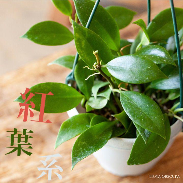 ☘観葉植物☘ハンギング 稚 吊り鉢ランプ㉟（植木鉢 ペペロミア プラ鉢 ホヤ）