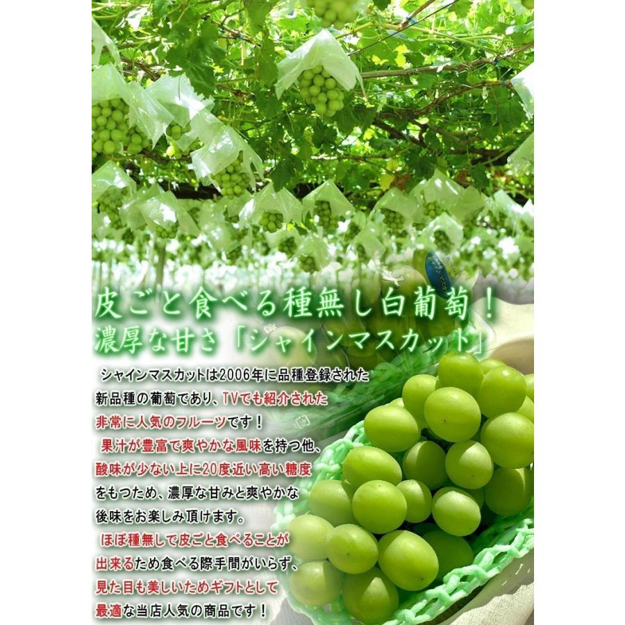 温室シャインマスカット 種無し葡萄 2房入り 計約600〜700g 山梨県産中心 贈答規格 JA共撰品 皮ごと食べる高級ぶどう！濃厚な甘さのギフトフルーツ