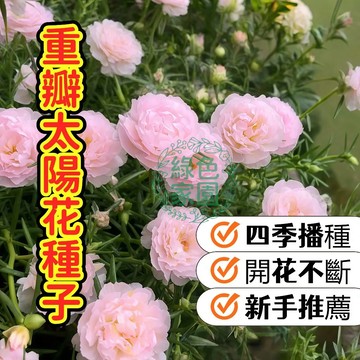 台灣-24H-發貨【重瓣太陽花種子】層花瓣爆炸盛開！夢幻花園必備，高發芽率輕鬆成花海，臺灣在地培育，限量搶購中！