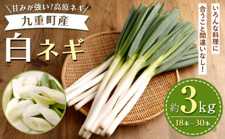 九重町産 白ネギ 約3kg (18本～30本) ネギ 高原ネギ 野菜