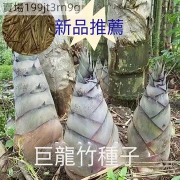 現貨 竹筍種子（100粒） 四季種植 大型巨龍竹種子苗楠竹筍苗巨龍竹四季戶外種植家庭陽台蔬菜種子 佛肚竹 毛竹 紫竹種子