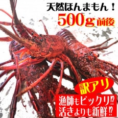 訳アリ活き〆伊勢海老500g前後セット(1～3尾)天然高知県産