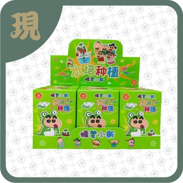 蠟筆小新水培種植(一中6入500)