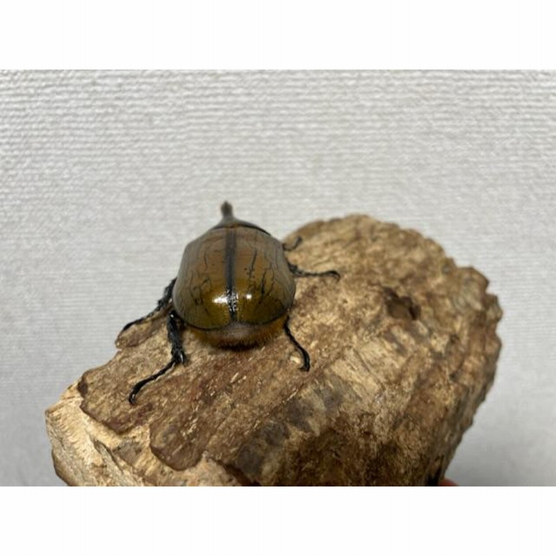 レア種]ヘラクレスモリシマイ成虫66mmオス♂（ヘラクレス