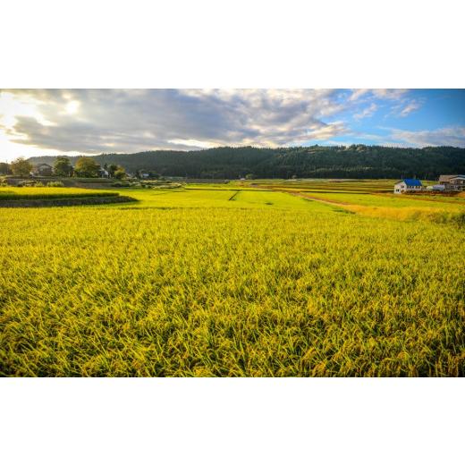 ふるさと納税 新潟県 津南町 定期便10kg×3回 特栽魚沼産コシヒカリ