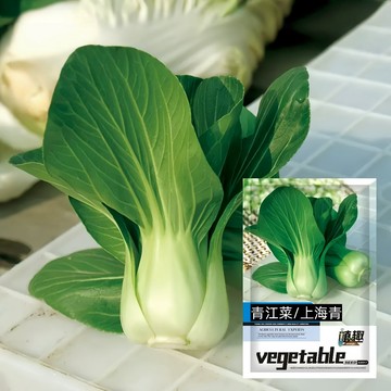 🔥【現貨可開收據】大包裝 四季上海青/青江菜種子（約2500粒）小油菜種子 小白菜耐高溫農家蔬菜種子盆栽青菜/原裝包對版