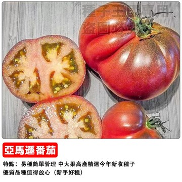 亞馬遜番茄種子 牛番茄 黑柿番茄 桃太郎 番茄苗 家庭菜園 陽台盆栽 蔬果栽培 自種食材 豐收果實 台灣適種 易栽品種