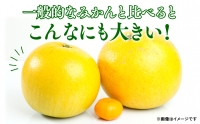 期間限定 八代特産 晩白柚（ばんぺいゆ）2Lサイズ(約2kg)×4玉～5玉