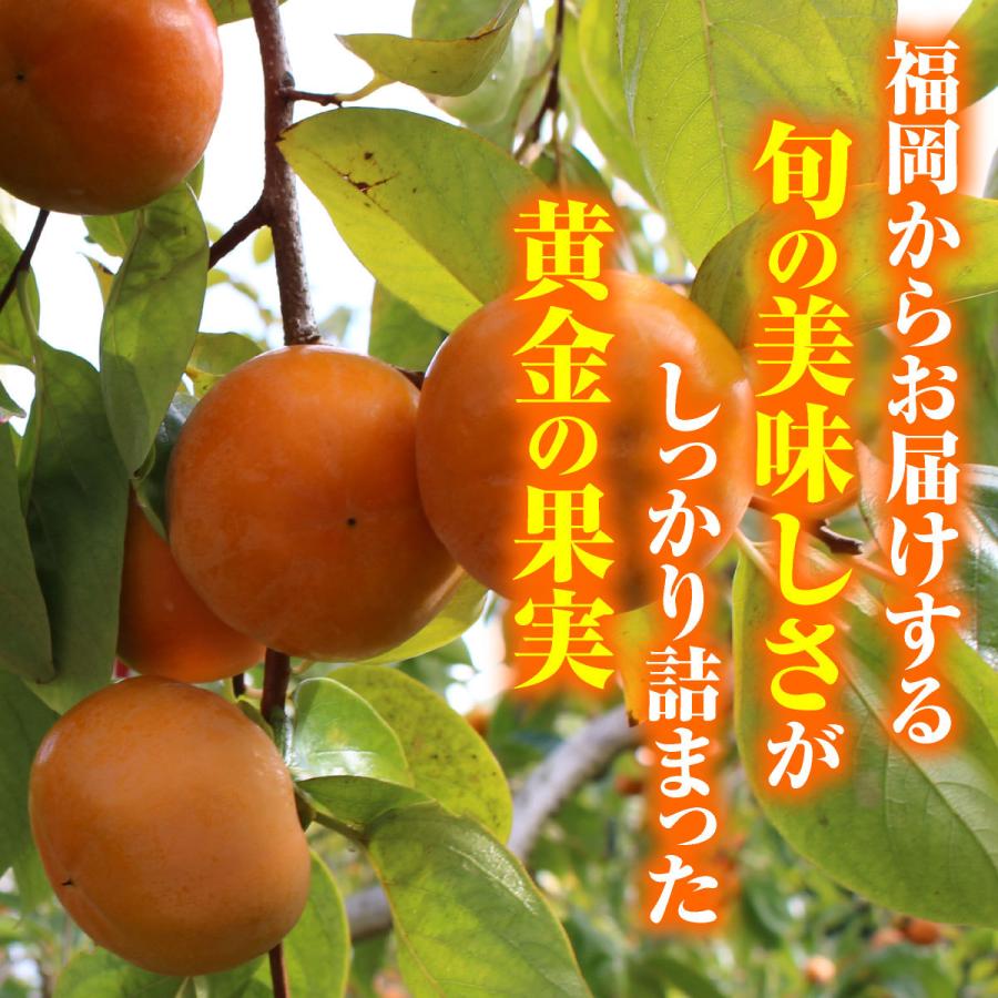 柿 2kg 富有柿 福岡県産 産地直送 甘熟 富有柿 1箱 秀品 甘い 種あり 生柿  サクサク 硬め 甘柿