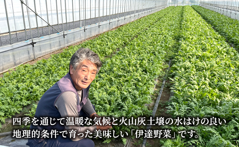 北海道 伊達 大滝農園 株張り春菊 8袋 野菜 サラダ