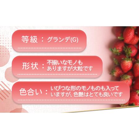 ふるさと納税 福岡県産 あまおうG以上 1500g 6パック 先行予約 2024年2月〜3月上旬にかけて順次発送予定　TY017 福岡県宇美町