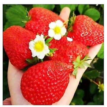 🌸台灣現貨 30 款草莓種籽 新手入門推薦 爬藤草莓 陽台盆栽種植 好養容易結果